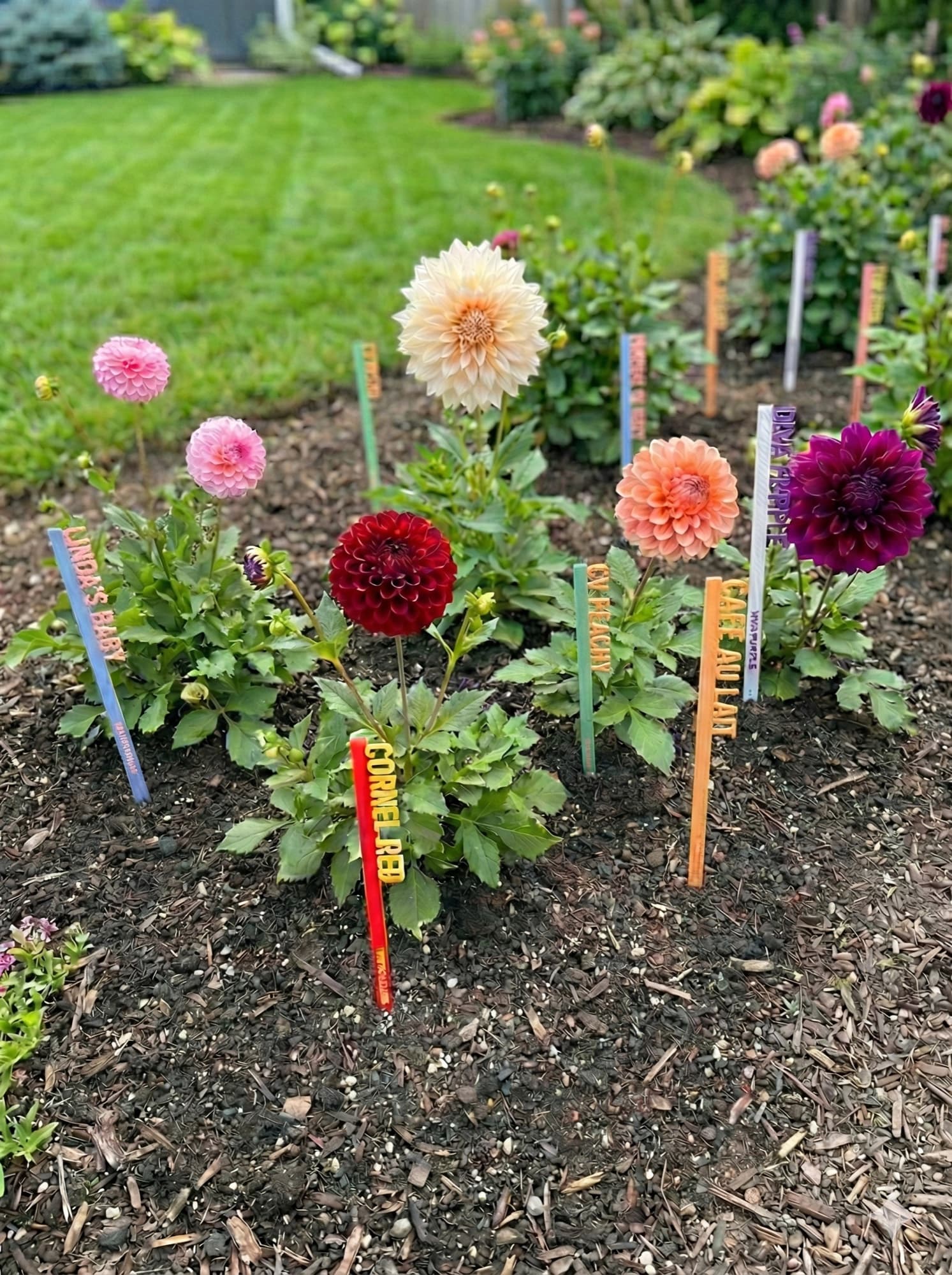 Colorful 3D-printed dahlia picks with abbreviated labels reading Lindas Baby, Cornel Red, CV Peachy, Cafe Au Lait, and Dark Ripple marking blooming dahlias in a garden bed