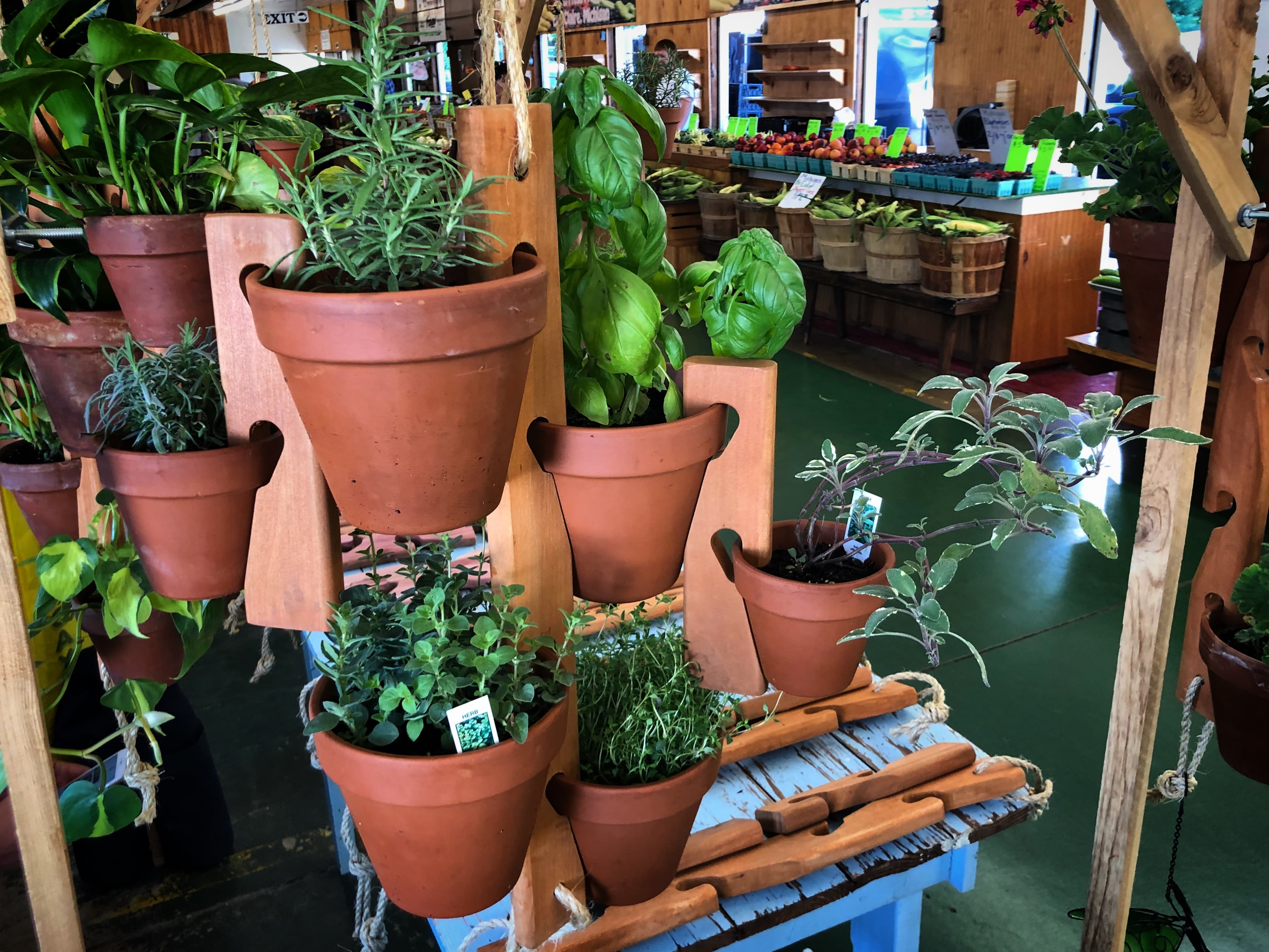 Multiple cedar Pot Slot hangers loaded with basil, rosemary, sage, and thyme in terra cotta pots at an indoor farmers market