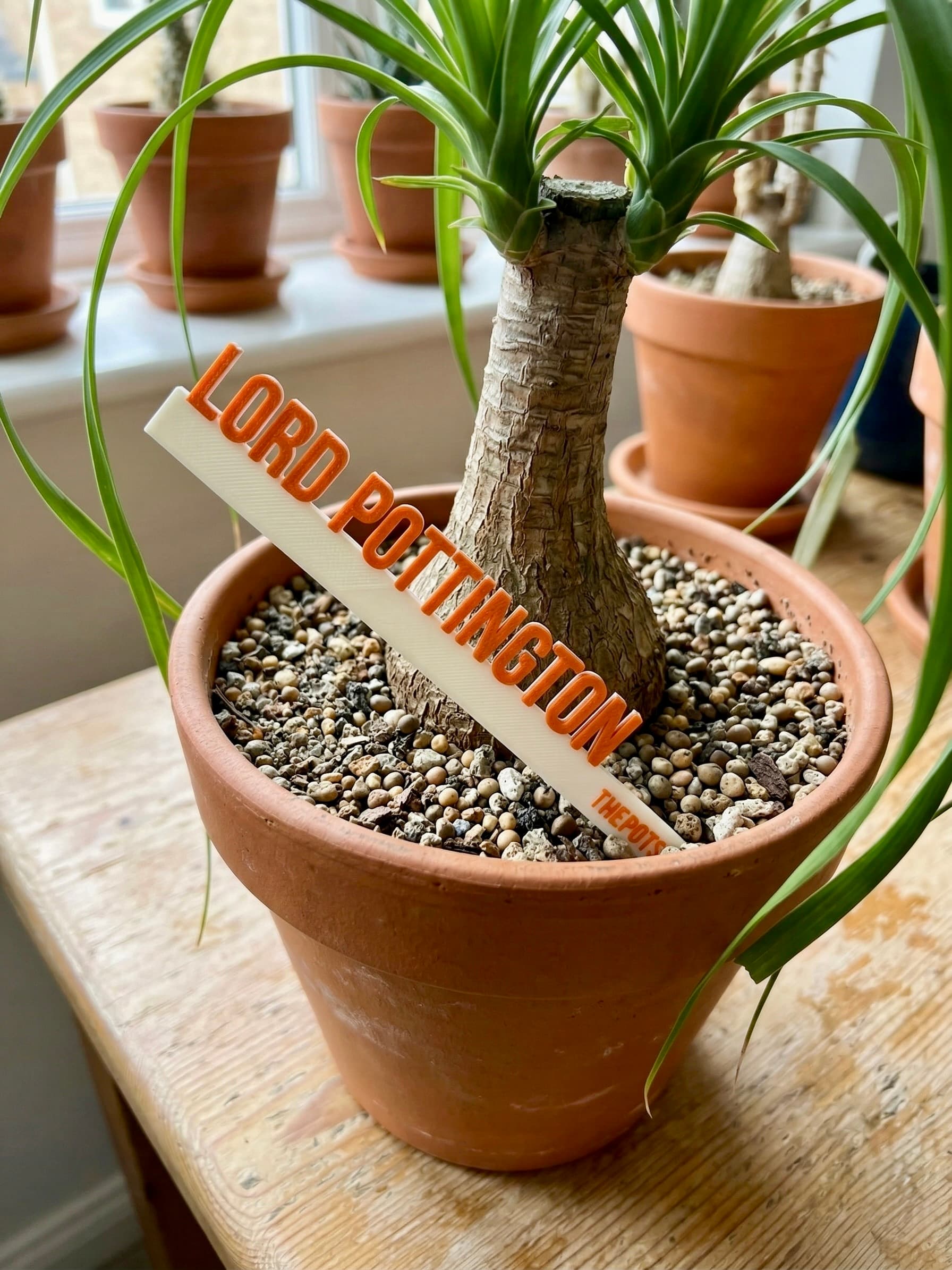 3D-printed garden pick in cream with orange raised text reading 'Lord Pottington' in a terra cotta pot with a ponytail palm on a sunny windowsill