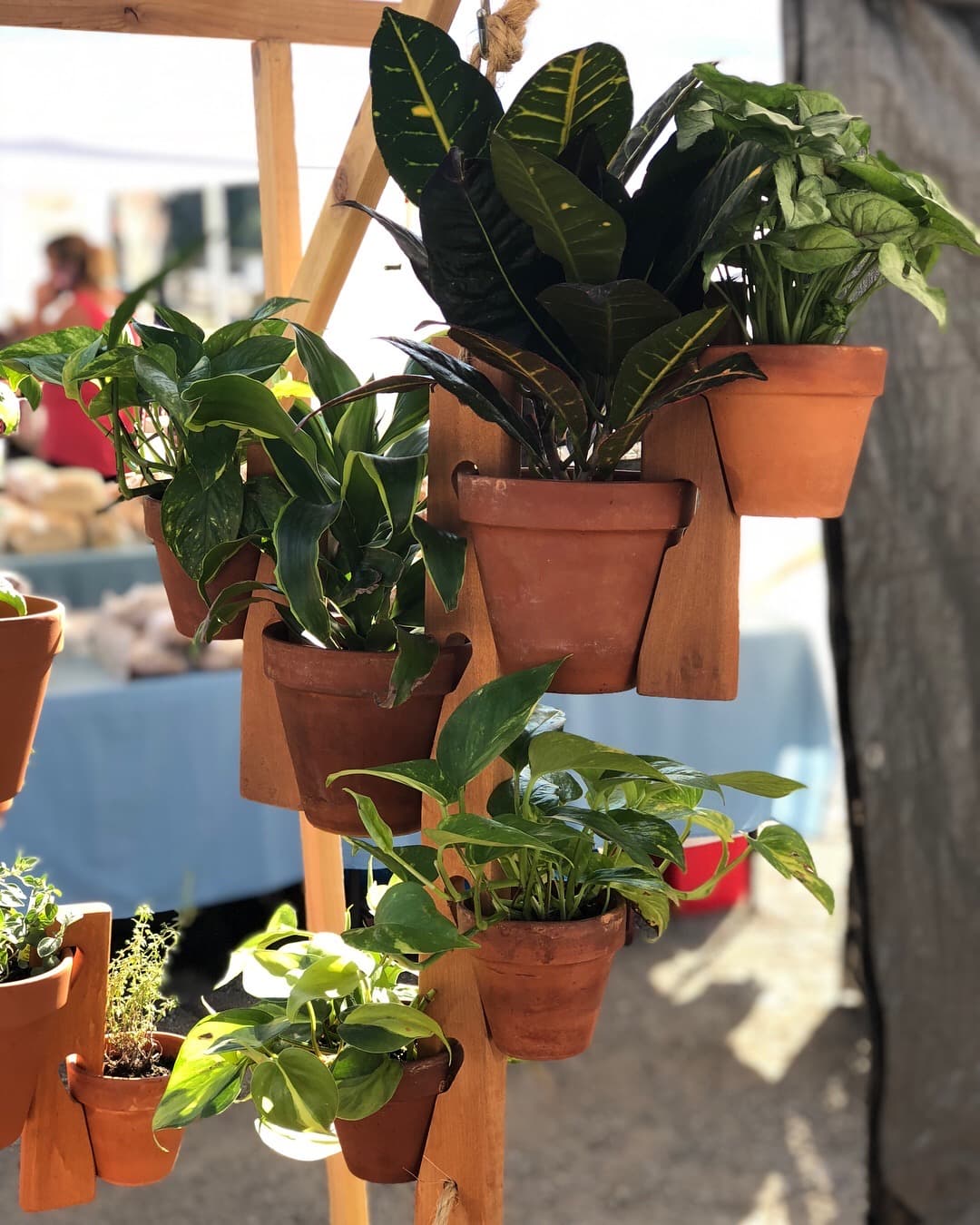 Cedar Pot Slot hanger loaded with croton, pothos, and tropical houseplants in terra cotta pots at an outdoor farmers market