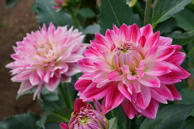 Akita dahlia flower, Dark Blend Novelty Double