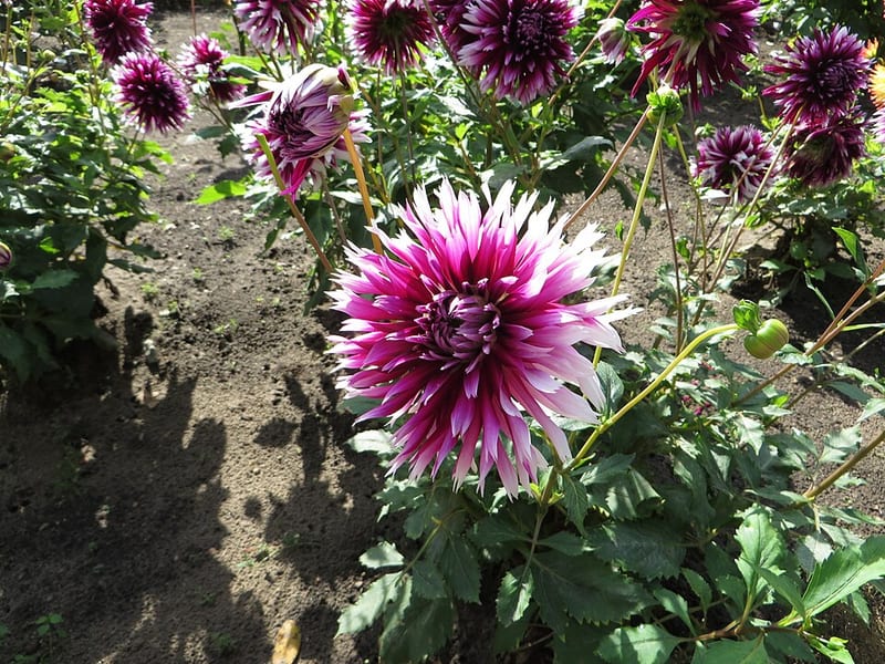 Alauna Clair Obscur dahlia flower, Bicolor Laciniated
