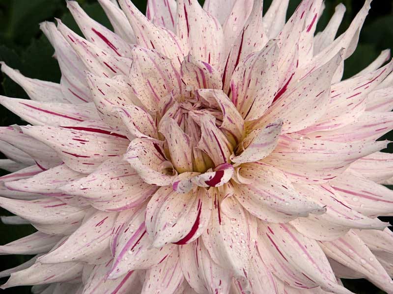 American Dream dahlia flower, Variegated Semi-Cactus