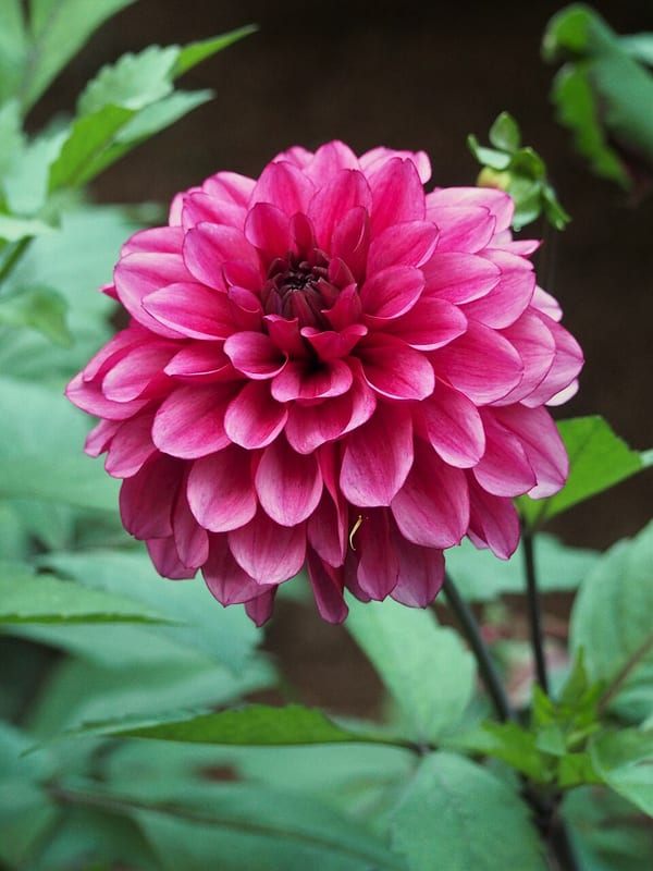 Arabian Night dahlia flower, Dark Red Formal Decorative