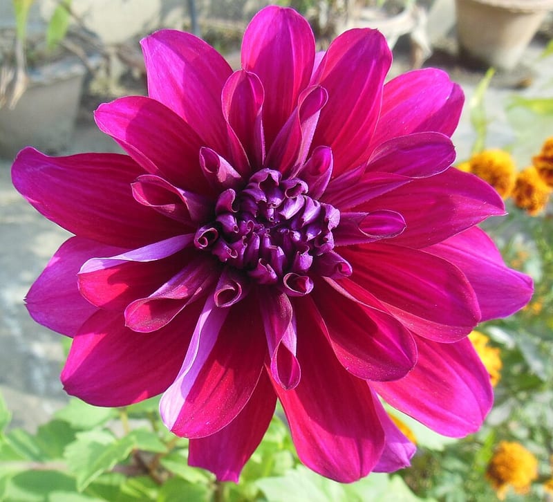 Babylon Purple dahlia flower, Pink Formal Decorative