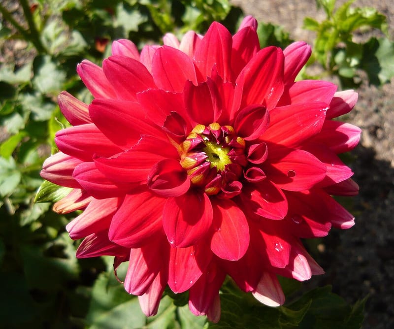 Babylon Red dahlia flower, Red Formal Decorative