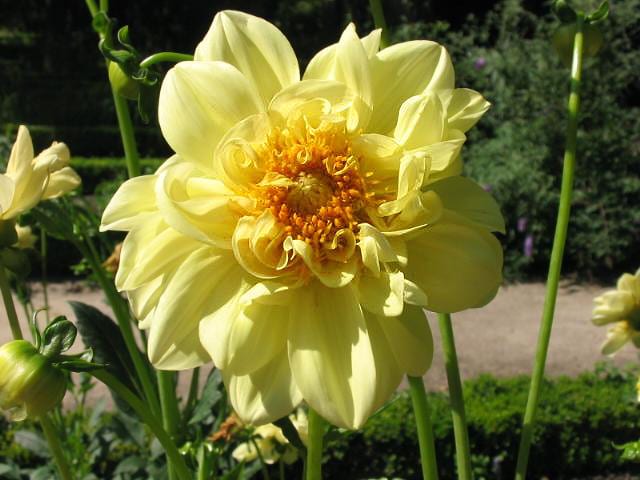 Color Spectacle dahlia flower, Bicolor Semi-Cactus