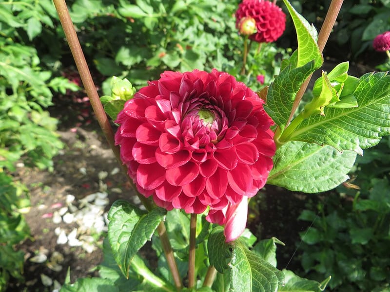 Cornel dahlia flower, Dark Red Formal Decorative