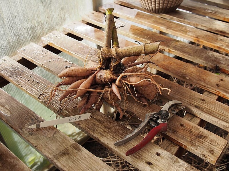 Diva dahlia flower, Purple Formal Decorative