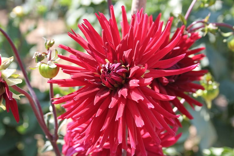 Doris Day dahlia flower, Dark Red Straight Cactus