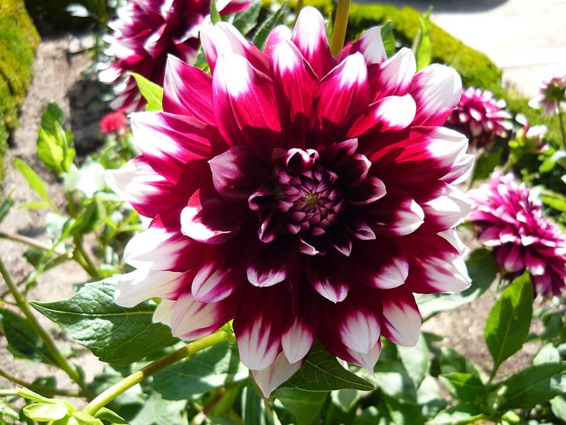 Duet dahlia flower, Bicolor Formal Decorative