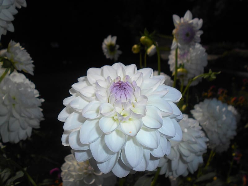 Eveline dahlia flower, Light Blend Formal Decorative