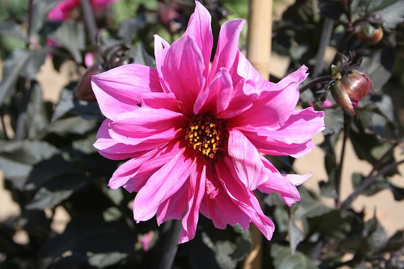 Fascination dahlia flower, Dark Pink Peony