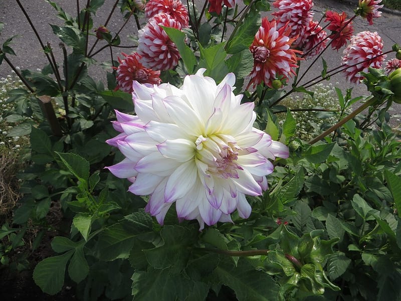 Ferncliff Illusion dahlia flower, Light Blend Informal Decorative