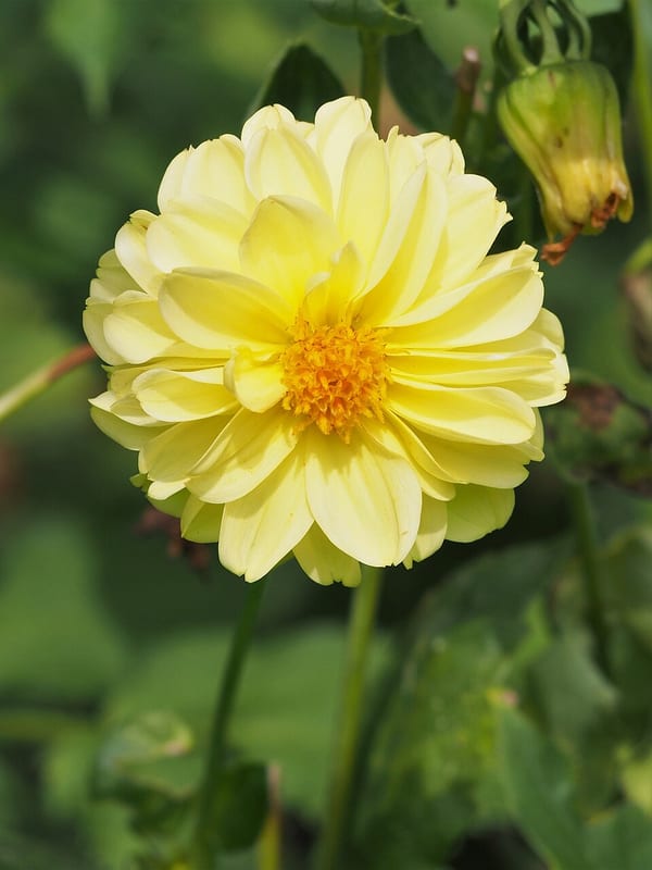 Franz Kafka dahlia flower, Lavender Informal Decorative