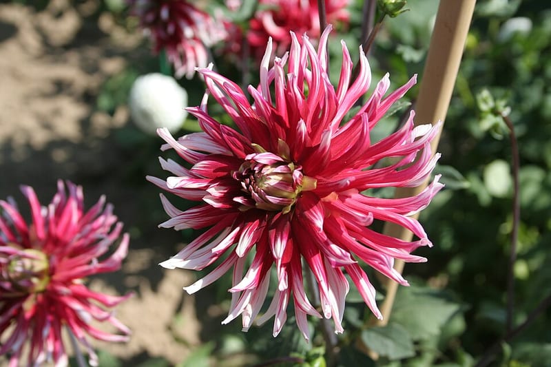 Frigoulet dahlia flower, Dark Blend Incurved Cactus