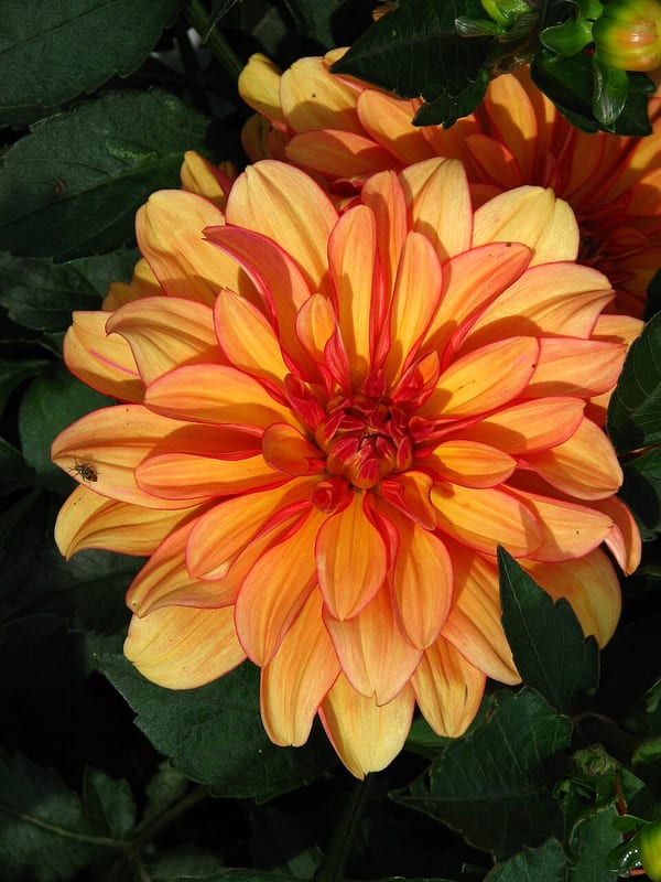 Gallery Vincent dahlia flower, Orange Formal Decorative