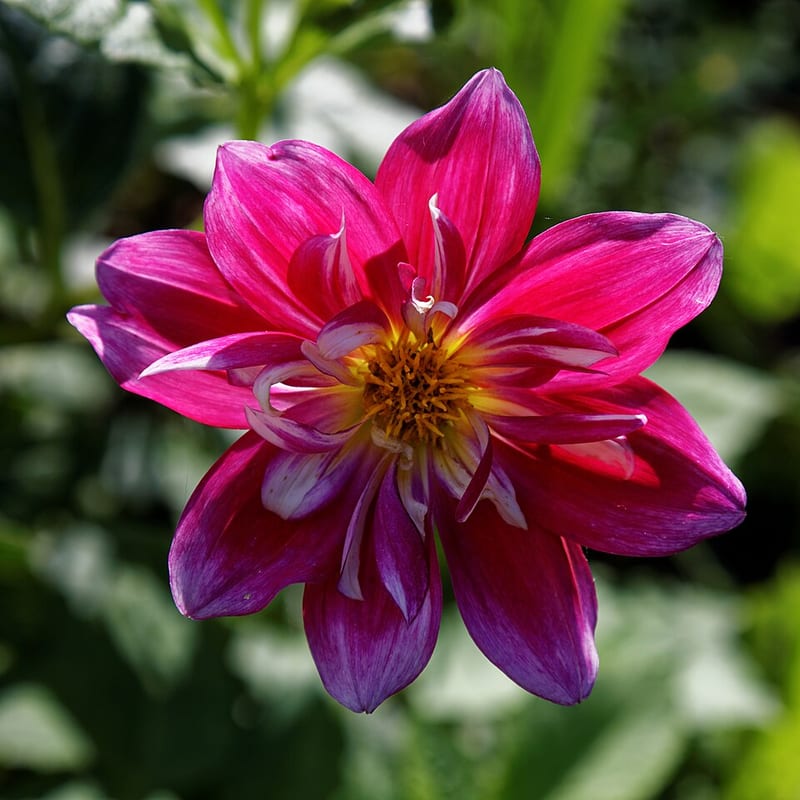 Garden Party dahlia flower, Bronze Straight Cactus