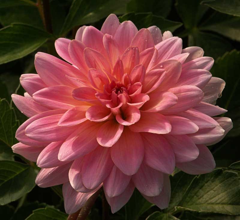 Gerrie Hoek dahlia flower, Pink Waterlily