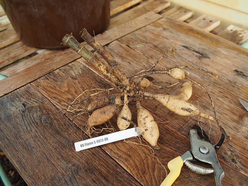 Happy Single Flame dahlia flower, Flame Blend Single