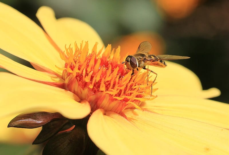 Happy Single Party dahlia flower, Pink Single