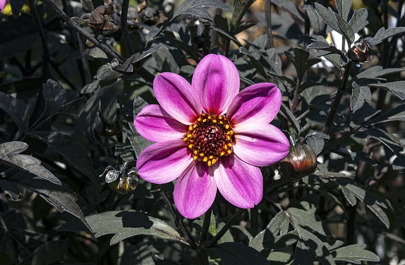 Happy Single Wink dahlia flower, Pink Single