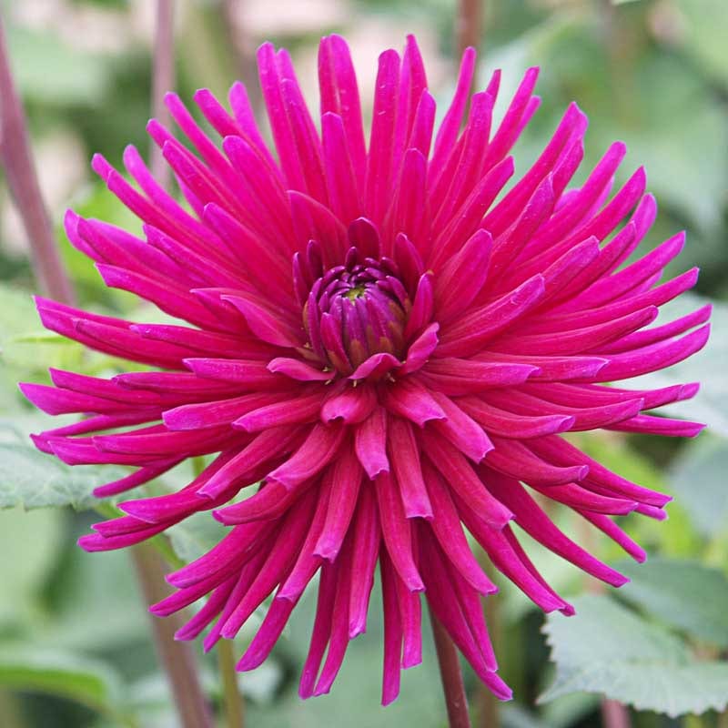 Hillcrest Royal dahlia flower, Purple Straight Cactus