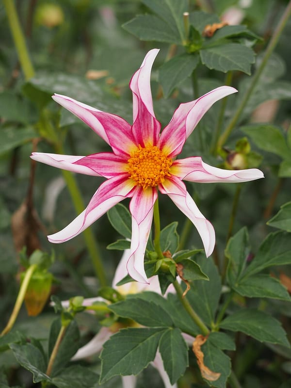 Honka Fragile dahlia flower, Light Blend Stellar