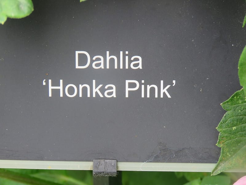 Honka dahlia flower, Yellow Semi-Cactus