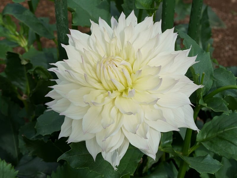 Ice Queen dahlia flower, White Semi-Cactus