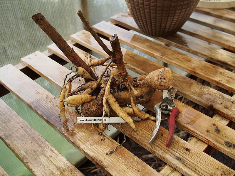 Jersey's Beauty dahlia flower, Pink Formal Decorative