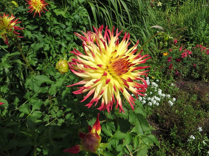 Jessica dahlia flower, Bicolor Incurved Cactus