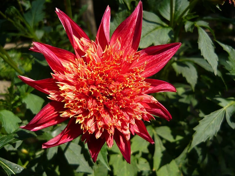 Jive dahlia flower, Bicolor Anemone