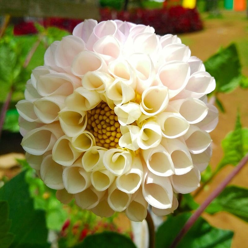 Jowey Winnie dahlia flower, Dark Pink Formal Decorative