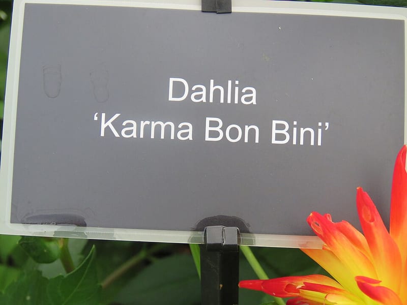 Karma Bon Bini dahlia flower, Flame Blend Straight Cactus