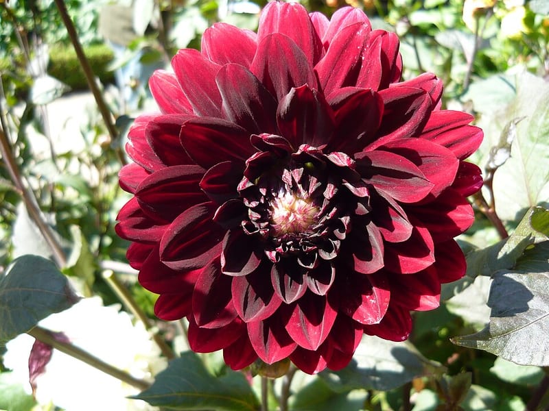 Karma Choc dahlia flower, Dark Red Straight Cactus