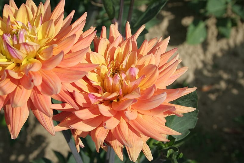 Karma Corona dahlia flower, Light Blend Semi-Cactus