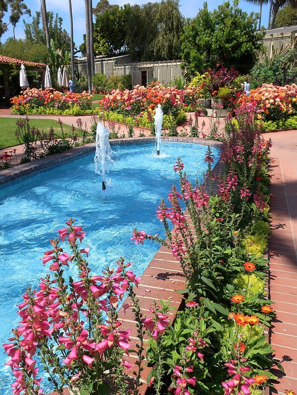 Karma Gold dahlia flower, Orange Informal Decorative