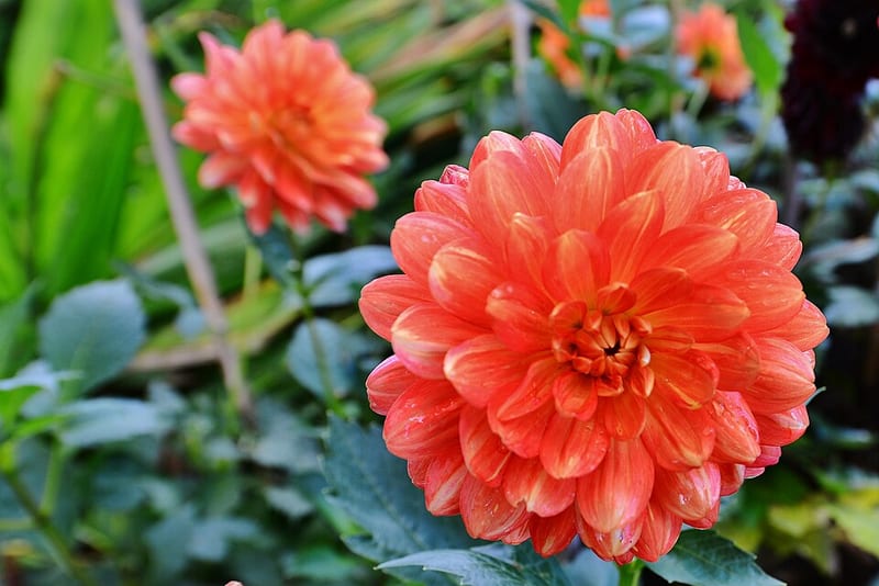 Karma Irene dahlia flower, Lavender Informal Decorative