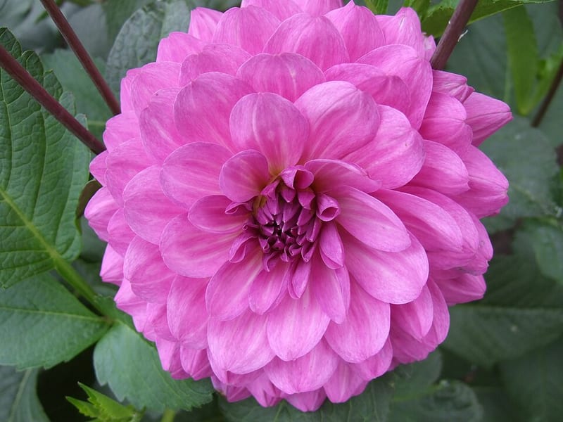 Karma Lagoon dahlia flower, Purple Straight Cactus