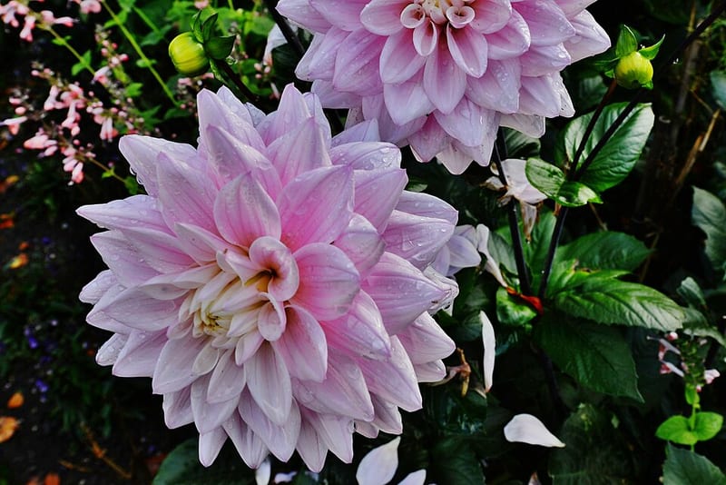 Karma Prospero dahlia flower, Pink Straight Cactus