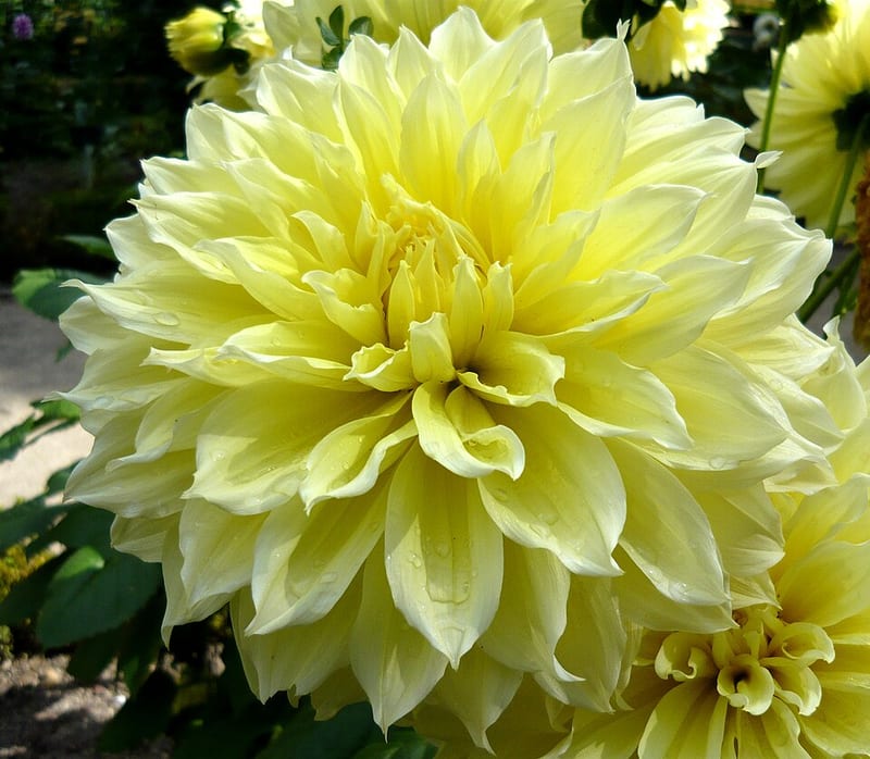 Kelvin Floodlight dahlia flower, Yellow Formal Decorative