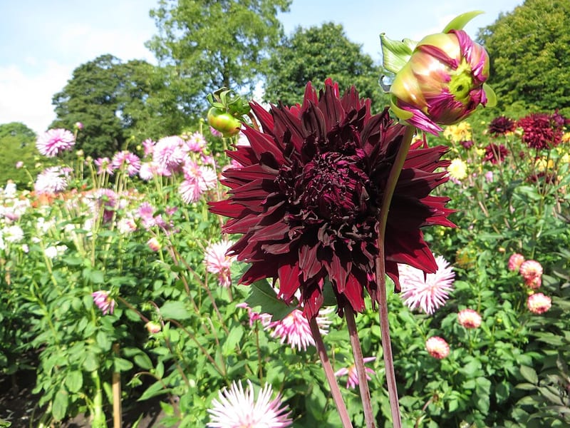 Kenora Macop B dahlia flower, Dark Red Laciniated