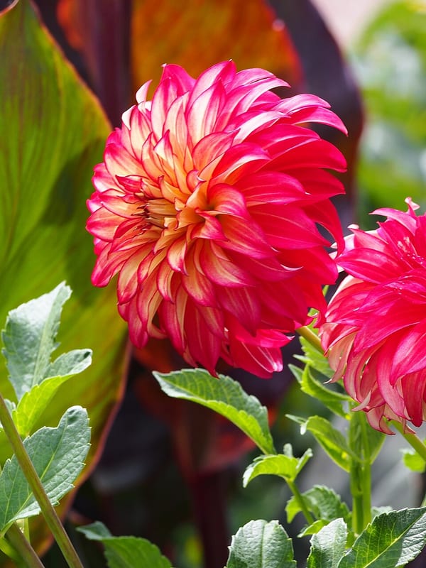 Lady Darlene dahlia flower, Flame Blend Formal Decorative