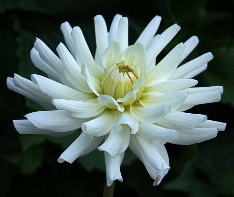 Le Castel dahlia flower, Flame Blend Formal Decorative