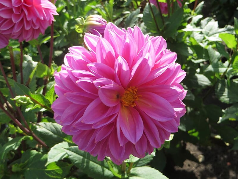 Lucky Number dahlia flower, Dark Blend Formal Decorative