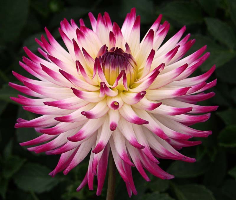 Match dahlia flower, Flame Blend Formal Decorative