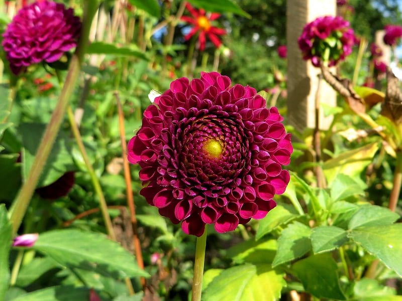 Moor Place dahlia flower, Purple Pompon