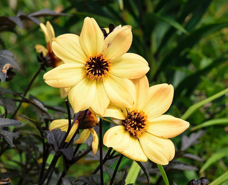 Mystic Illusion dahlia flower, Yellow Peony