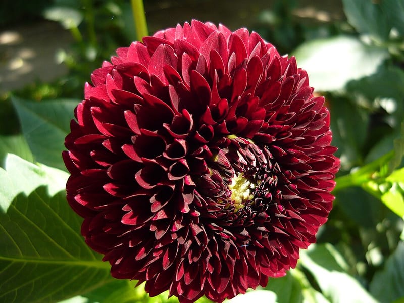 Natal dahlia flower, Dark Red Ball